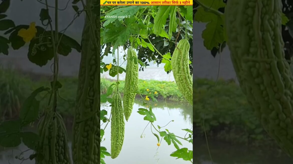 🥒Cultivate bitter gourd at home  100% successful method #gardening #ytshorts #shorts