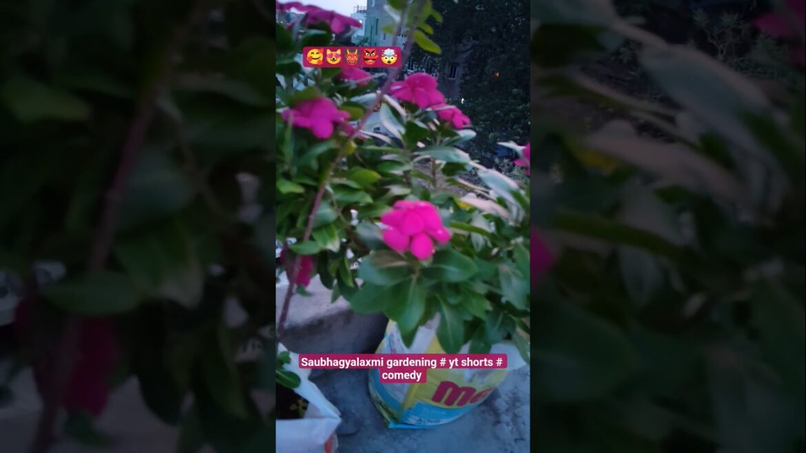 Terrace gardening # sadabahar # shorts # comedy # trends