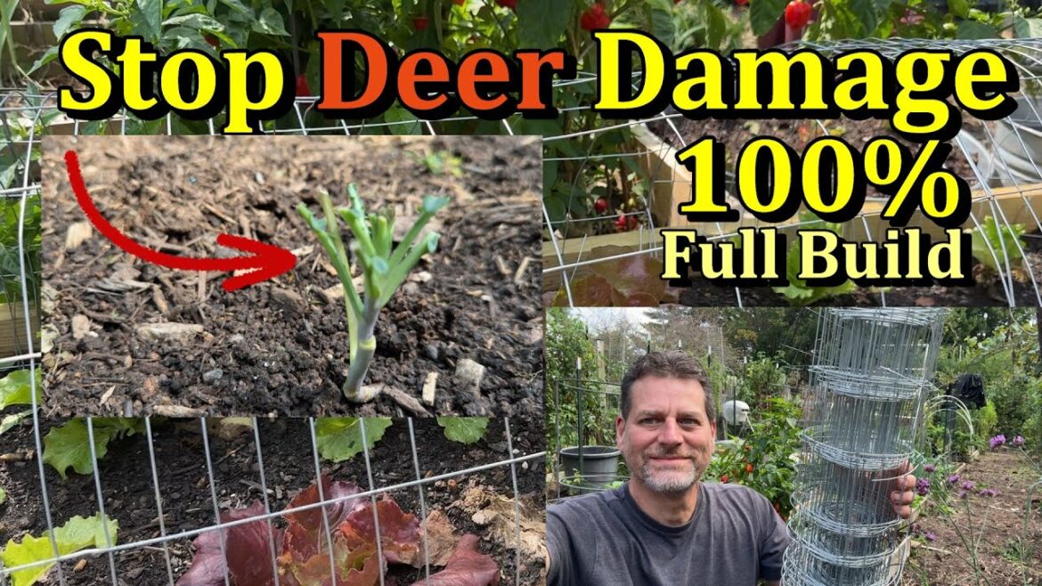 Gary Pilarchik: Stop Deer 100% from Damaging Garden Plants (Full Build & 5 Examples) Stop Deer 100% from Damaging Garden Plants (Full Build & 5 Examples)