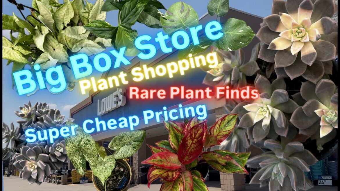 Big Box Store Plant Shopping at Lowe's and Costco Rare Plant Finds Tropic Treasures Costa Farms