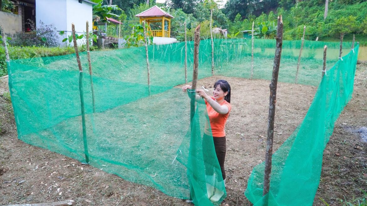 Weeding, Hoeing, Creating beds, Fences for Vegetable Gardening Preparing to Plant Winter Vegetables