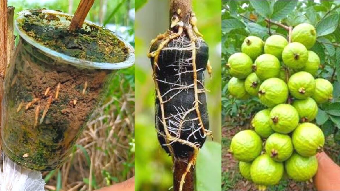 7 Pro Tips for Growing Fruit Trees Fast Using These Pro Techniques / Gardening Tips 7 Pro Tips for Growing Fruit Trees Fast Using These Pro Techniques / Gardening Tips