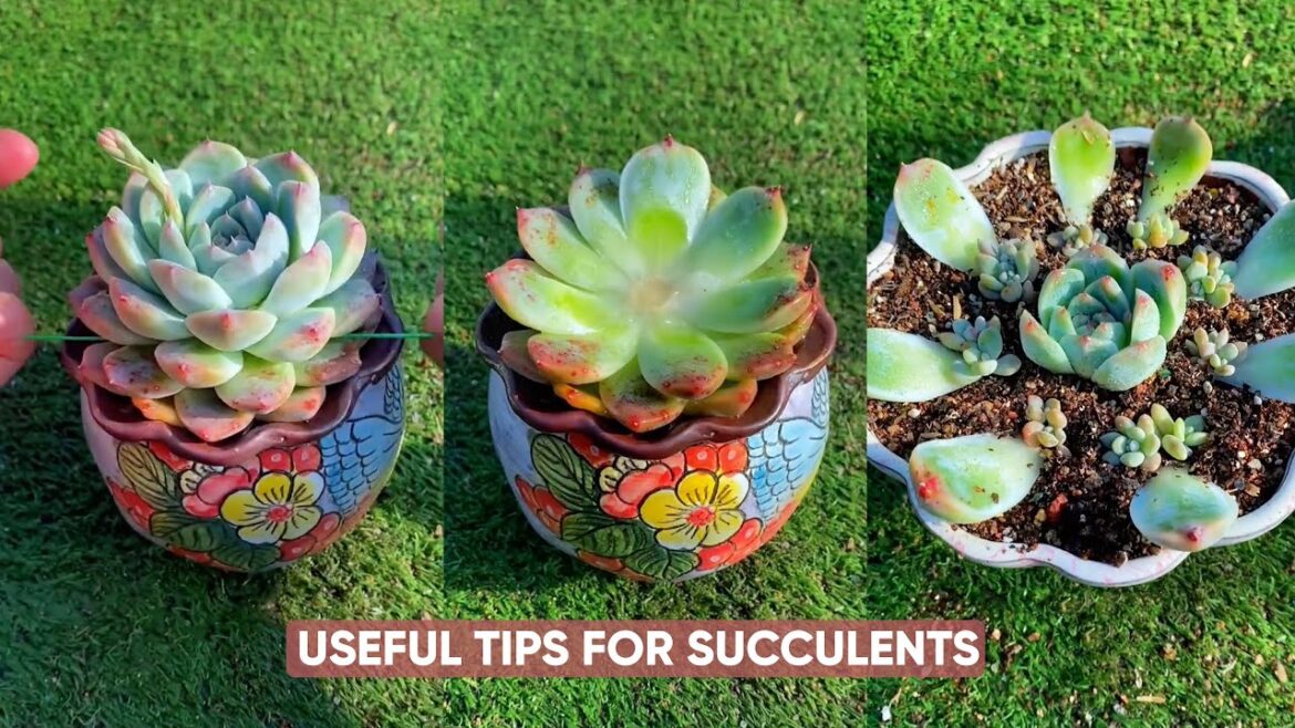 Easy Succulent Plants Care For Beginners – Garden Tips | 다육이 | 多肉植物 Easy Succulent Plants Care For Beginners - Garden Tips | 다육이 | 多肉植物