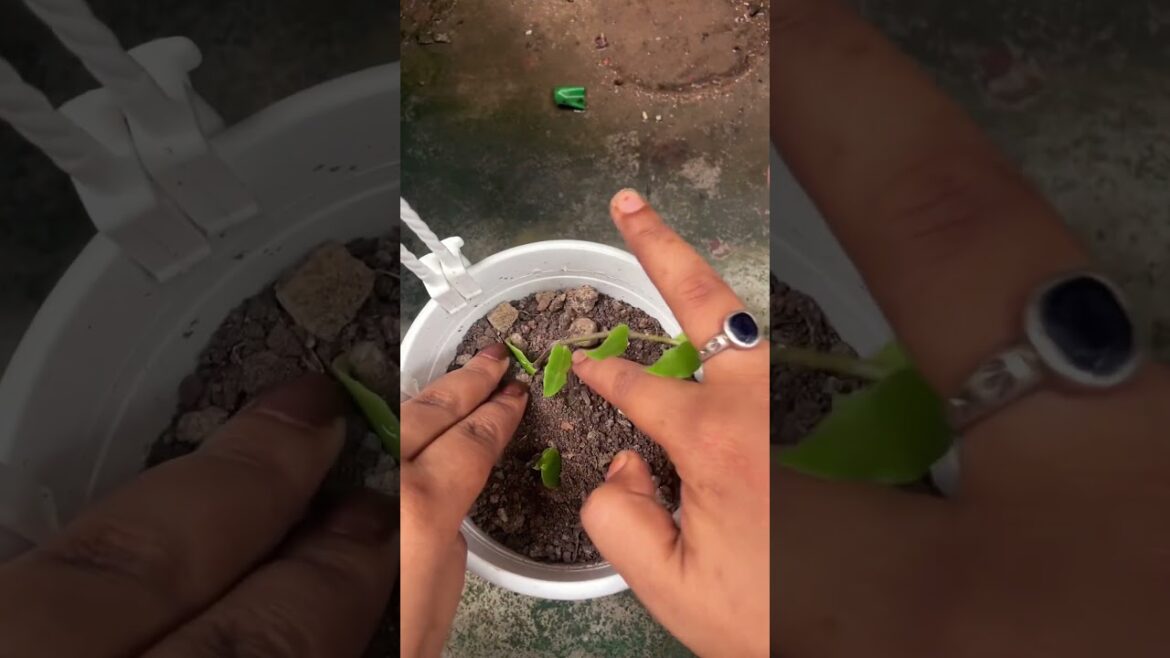 Gardening 🪴🌿👩‍🌾 #shorts #youtubeshorts #gardening #gardeningtips #viralshorts