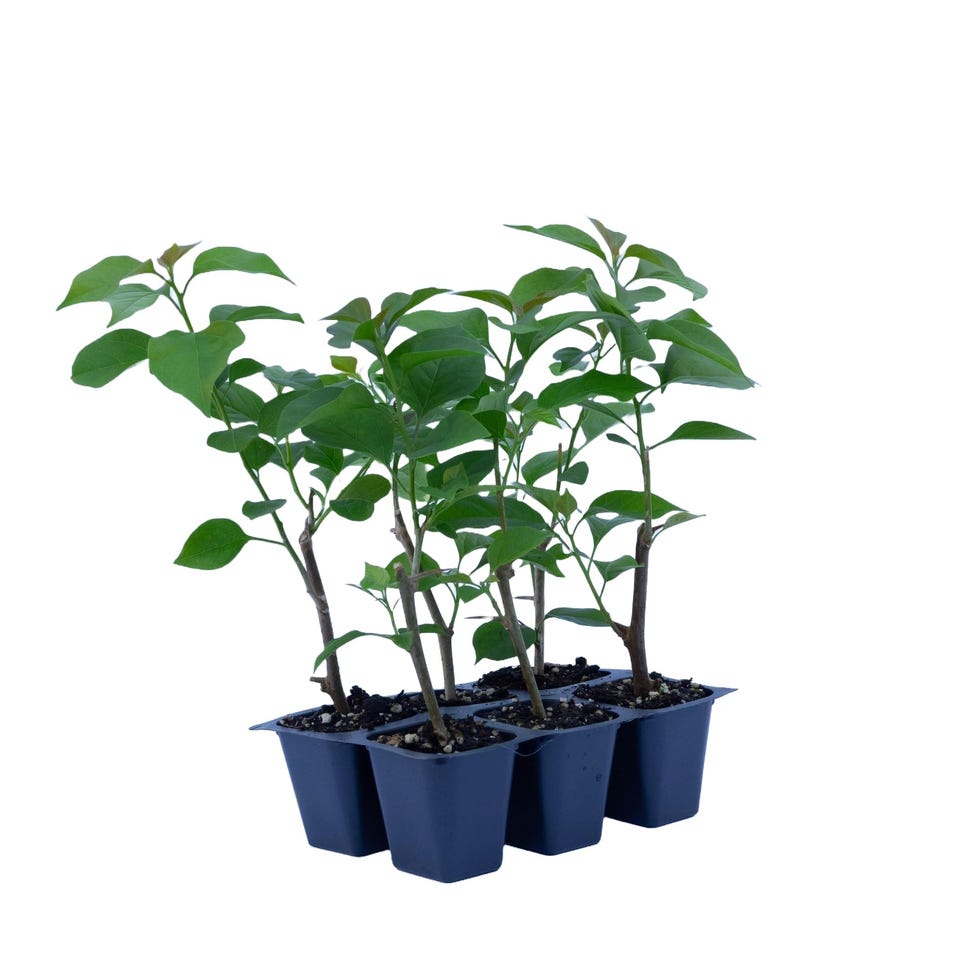 6 La Jolla Bougainvillea, Live Plants 