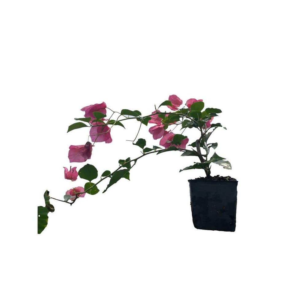 3 Bougainvillea Sharon Wesley Plants
