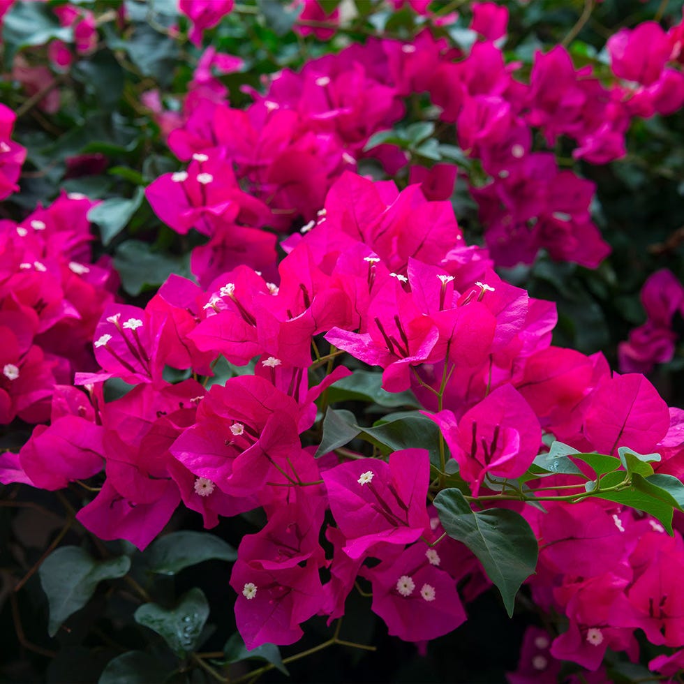 Oh My My Bougainvillea