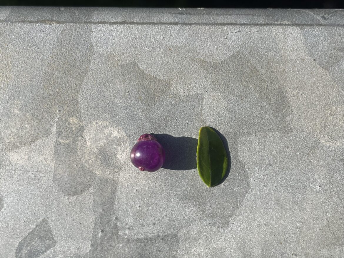 What is this and can i eat it?