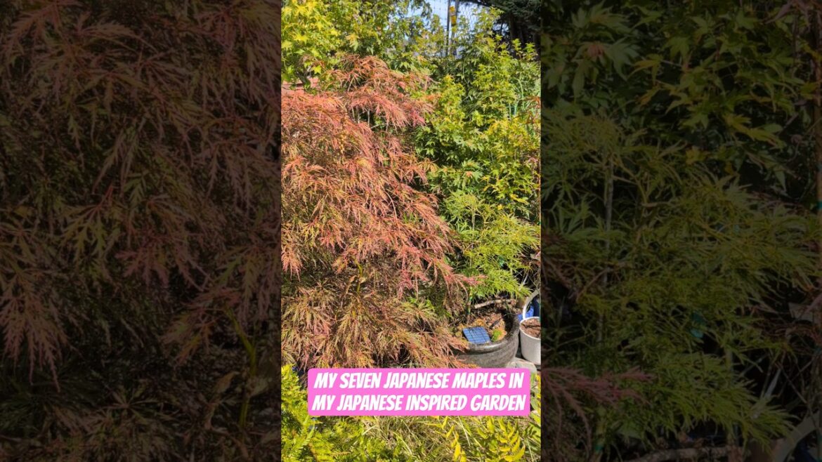 My Seven Japanese Maples in My Japanese Inspired Garden #japanesegarden #japanesemaple #acerpalmatum