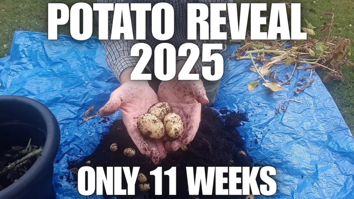 Container Potato Reveal Charlotte Second Earlies [Container Gardening ]