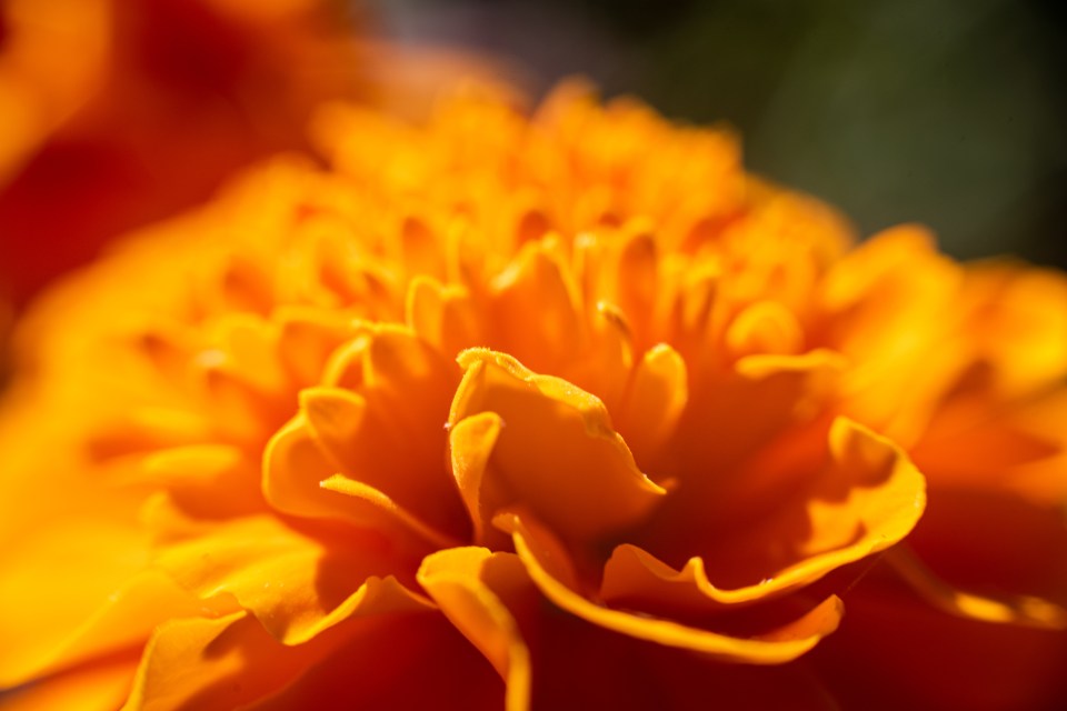 Extreme close-up of an orange marigold flower.