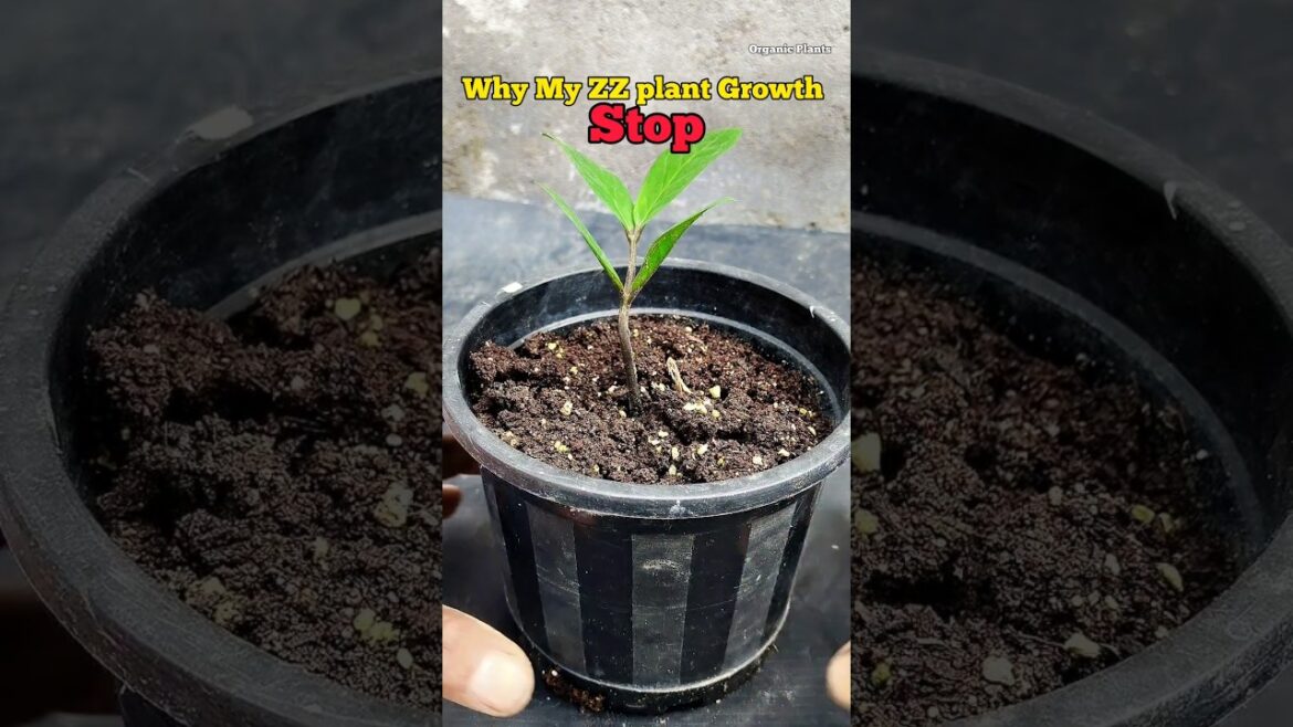 Tips For ZZ plant Growth | How To Growth ZZ plant #shorts #gardening #shortsvideo #tips #newvideo