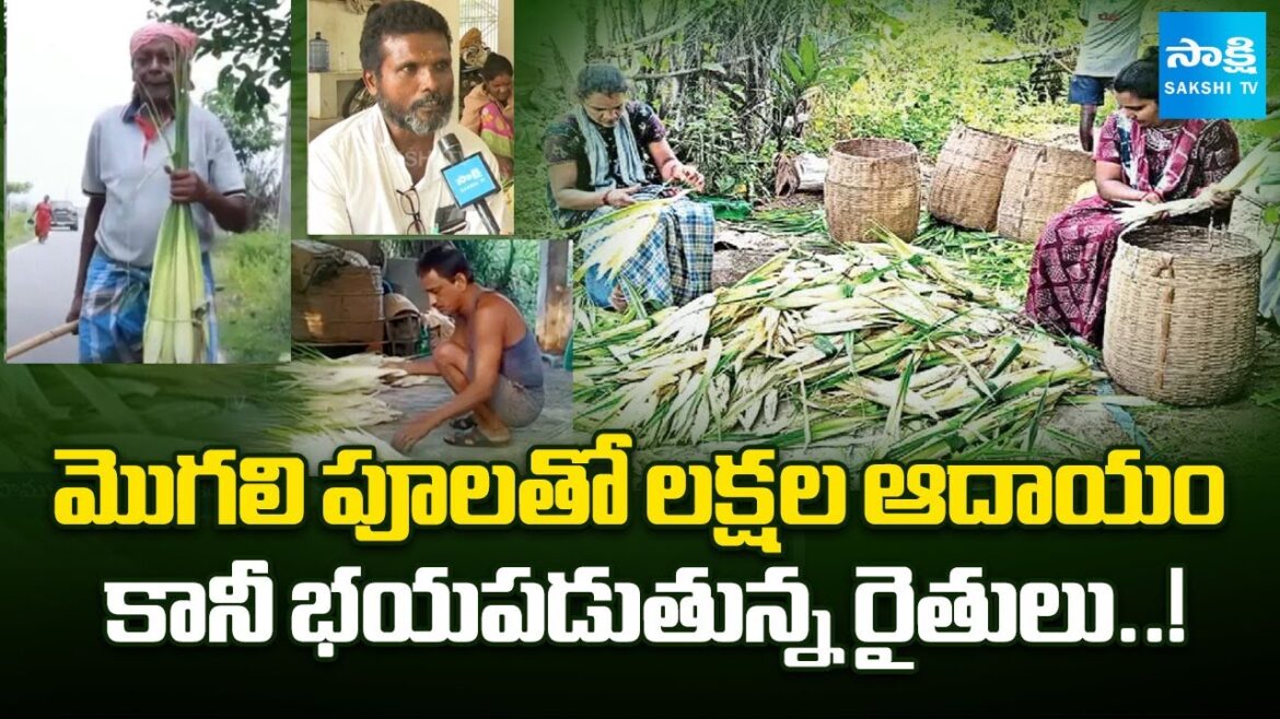 Why Farmers Fear of Mogali Flowers Farming in Ichapuram Srikakulam |@SakshiTV Why Farmers Fear of Mogali Flowers Farming in Ichapuram Srikakulam |@SakshiTV