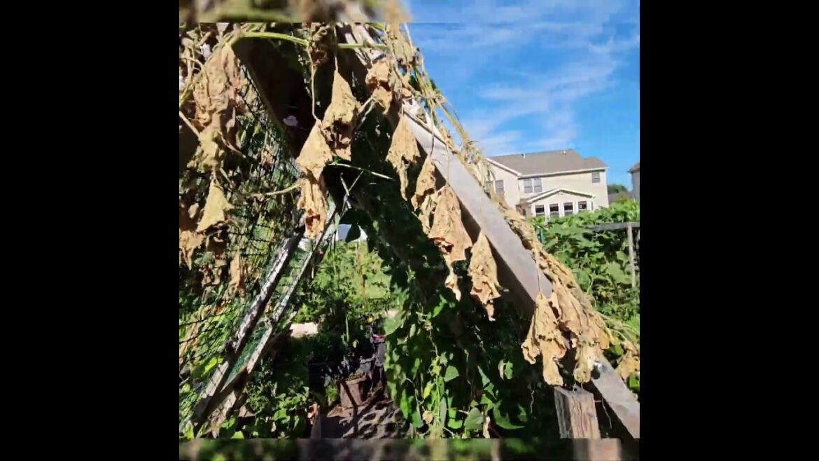 A compact backyard garden tour! #backyardgardening 2025