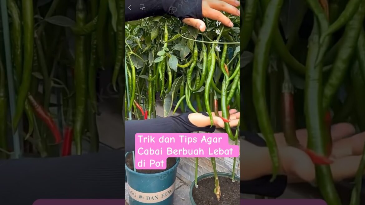Trik dan Tips menanam Cabai di Pot Berbuah Lebat #viral #nature #harvest #viralshorts #viralvideo Trik dan Tips menanam Cabai di Pot Berbuah Lebat #viral #nature #harvest #viralshorts #viralvideo
