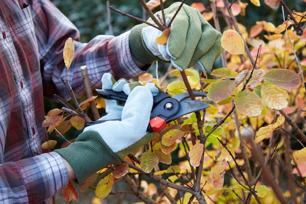 man pruning bush in garden