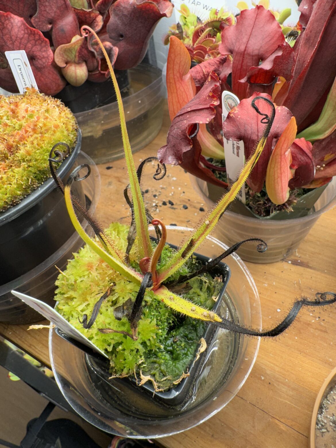 Drosera Regia suffering Drosera Regia suffering