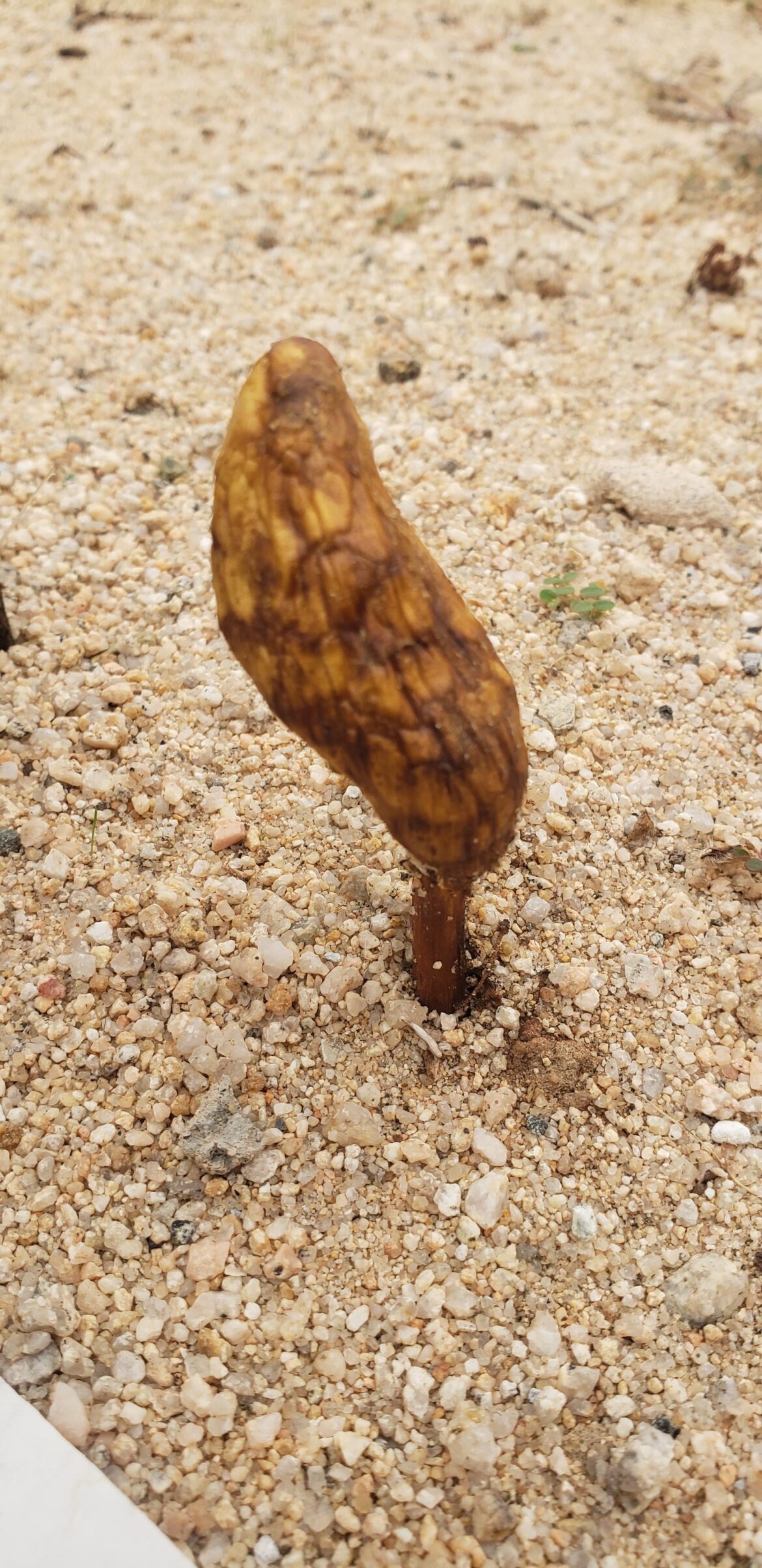 What is this plant growing in the Mojave Desert.