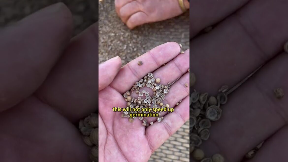 #shorts #garden #gardentips #gardening #gardeningtips #gardening101 #planting #planttips #agric #shorts #garden #gardentips #gardening #gardeningtips #gardening101 #planting #planttips #agric