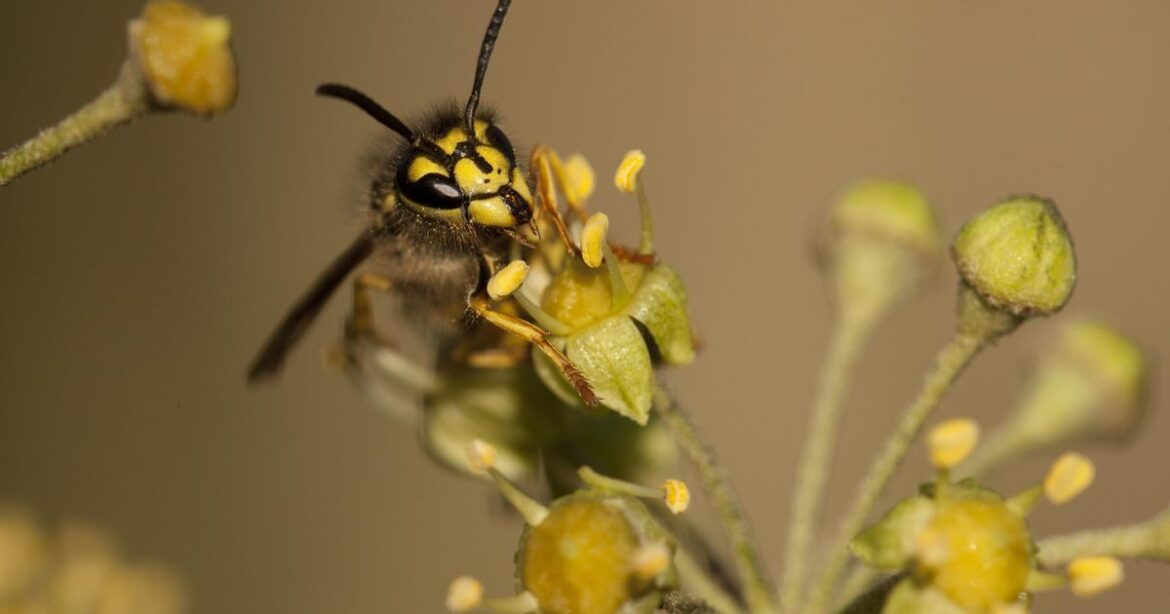 Exeter man died after disturbing wasp nest in garden Ipso logo