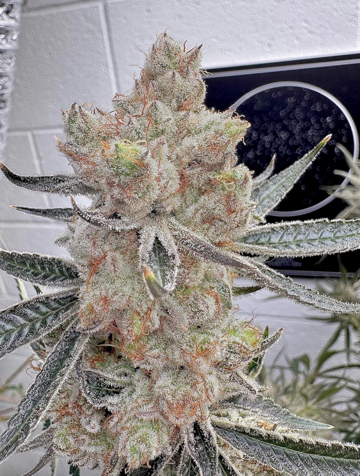 Jungle Peaches x Guava Kush