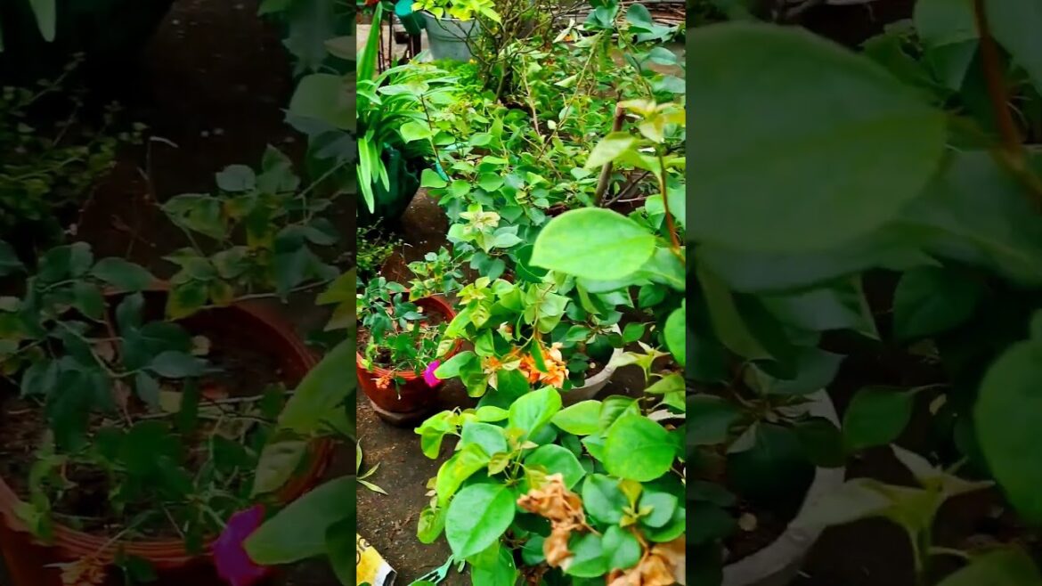 Planting Habits | Gardening Habits #shorts #gardening #shortsvideo #viralvideo #plants #newshorts Planting Habits | Gardening Habits #shorts #gardening #shortsvideo #viralvideo #plants #newshorts
