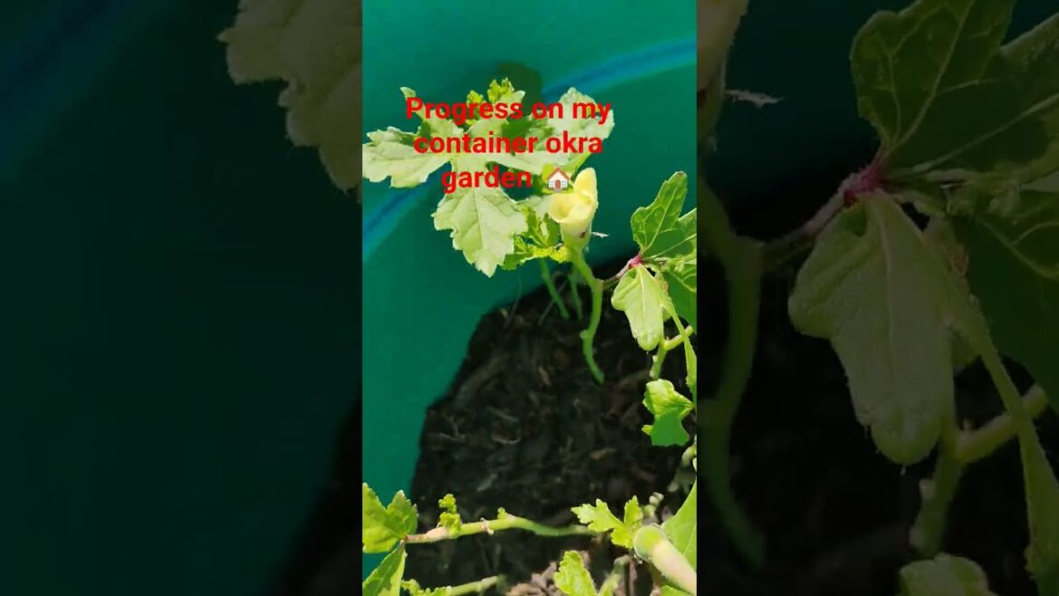 Container gardening #garden #okra #selfsufficient #supportmychannel #growyourownfood #indigenousfood Container gardening #garden #okra #selfsufficient #supportmychannel #growyourownfood #indigenousfood