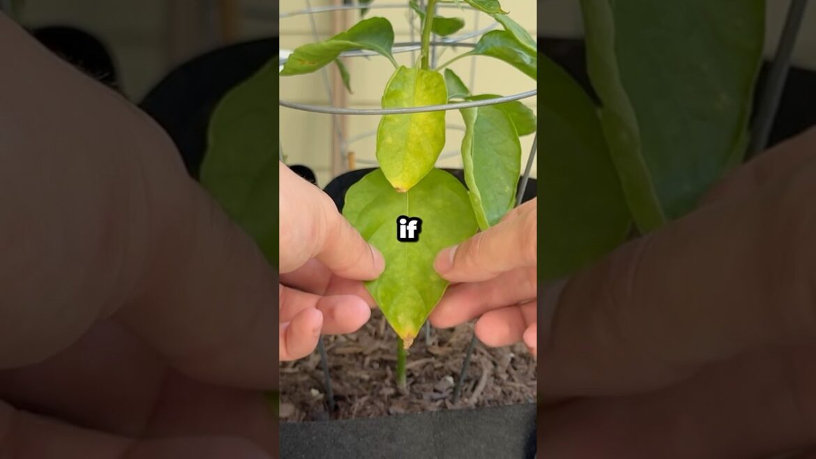 Why Do Pepper Leaves Turn Brown and Yellow? #shorts