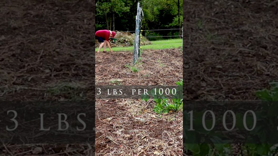 Cover crop for building soil (click link for full video)  #garden #southerngardens