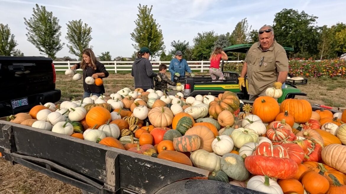 BIG Pumpkin & Squash Harvest! 🎃🙌😍