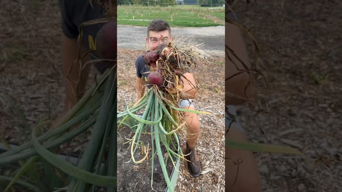 The 3 Most Important Tips to Growing BIG Onions! 🧅 #gardening #garden #gardeningtips #shorts