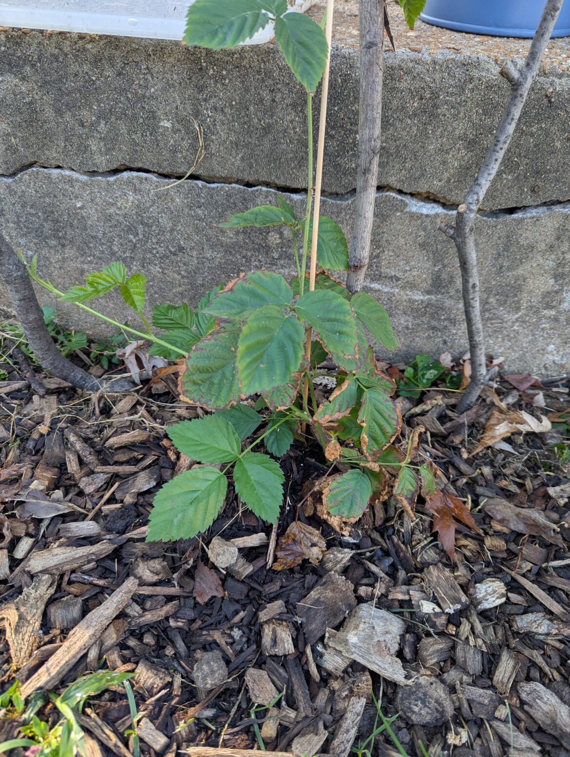 Diseased Boysenberry?