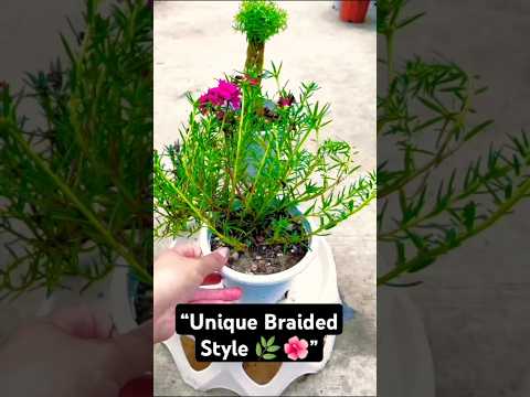 “How to Grow Moss Rose in Braided Style | Gardening Tips” #shorts #ourplants #gardening #mossrose “How to Grow Moss Rose in Braided Style | Gardening Tips” #shorts #ourplants #gardening #mossrose