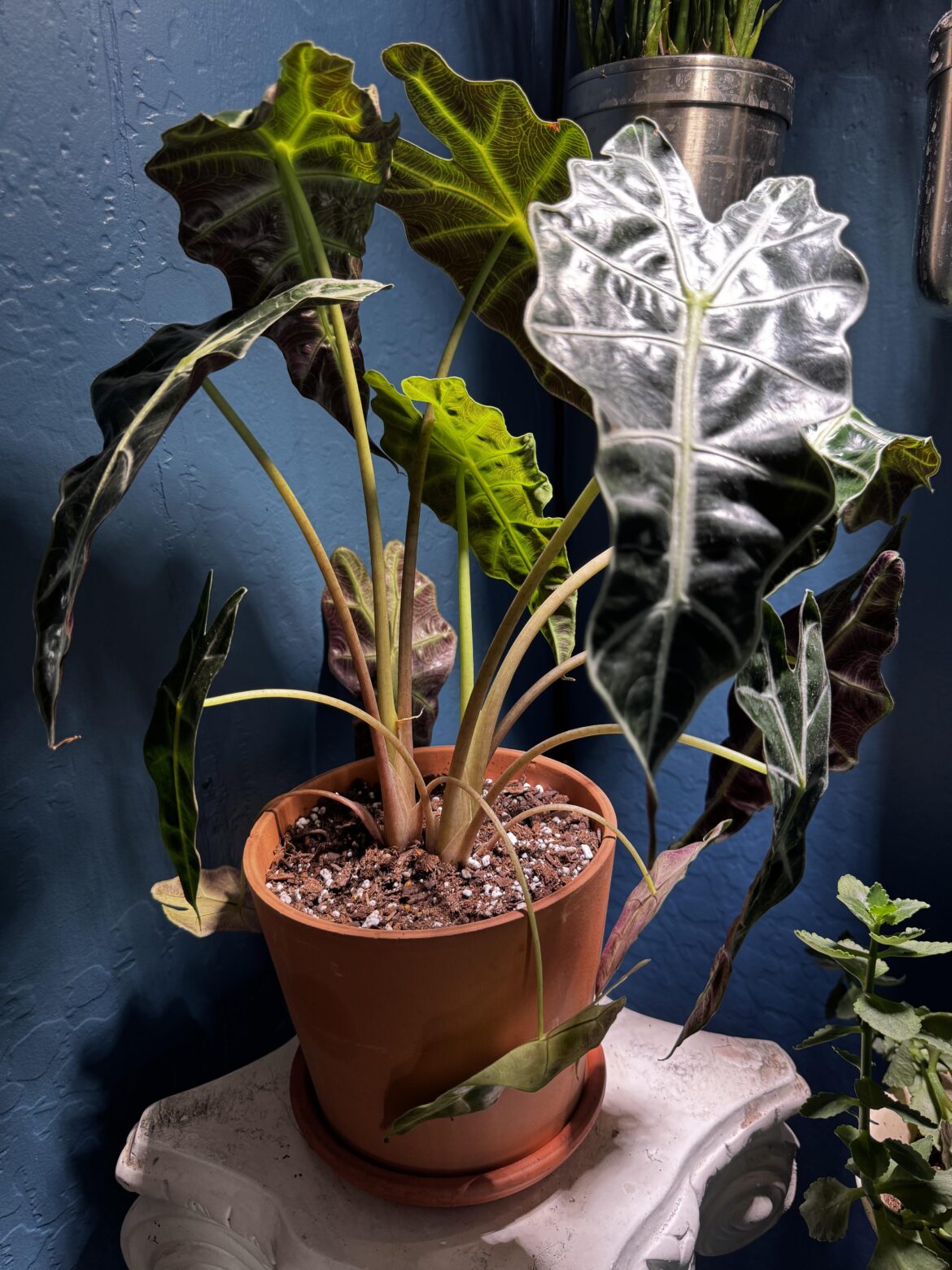 Why is this plant unhappy?