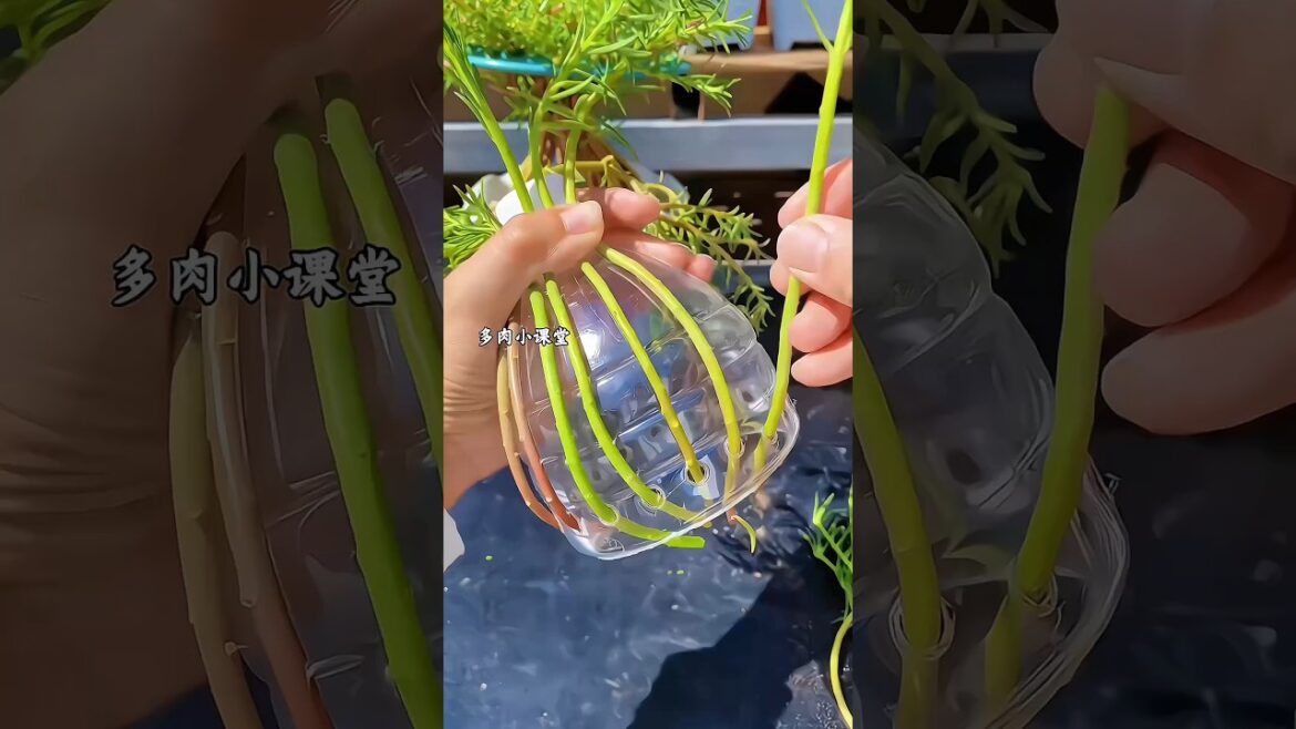 "Still can’t believe one pot could grow this many stems 😲💚 Nature = pure magic 🌱✨#PlantLovers