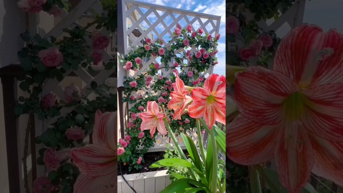 Get Growing🪴🌺Home Dream Garden Trends To Watch #gardening #gardendecor #gardenideas #gardentour #diy