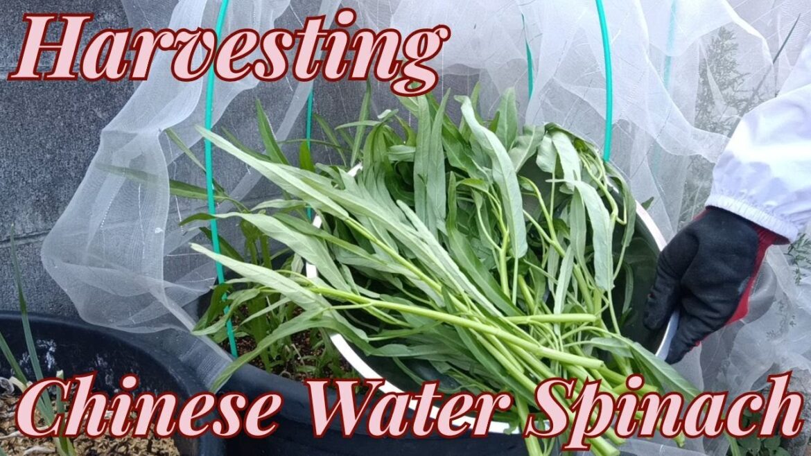 #44 Harvesting Chinese Water Spinach. [Vegetable Gardening] on 2025/08/06
