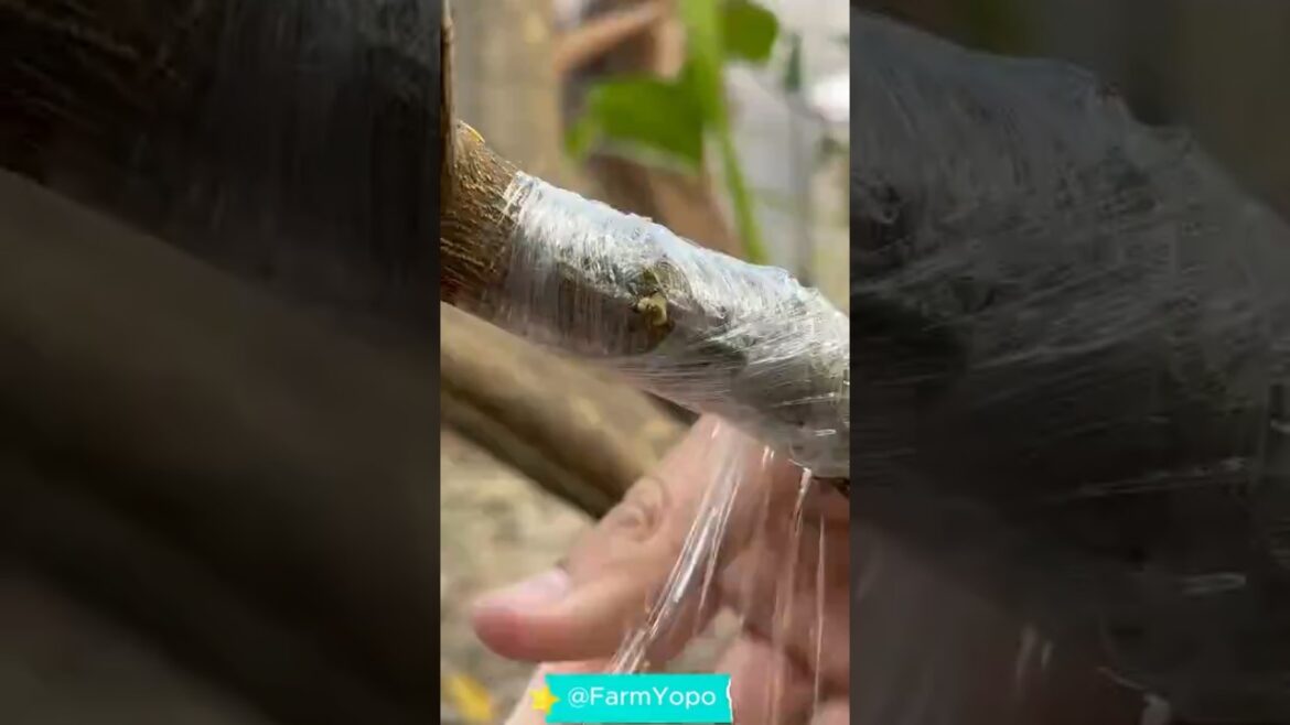 Plant grafting tutorial  P17  How to Graft Lemon Trees