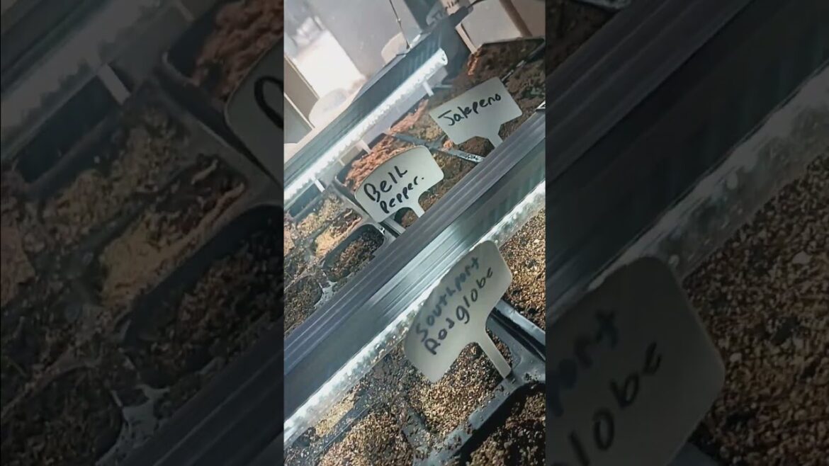 Seed germination explosion!