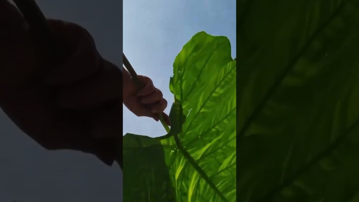 banana leaf plant cover,pr,2025 gardening trends,quick garden tips,protecting seedlings banana leaf plant cover,pr,2025 gardening trends,quick garden tips,protecting seedlings