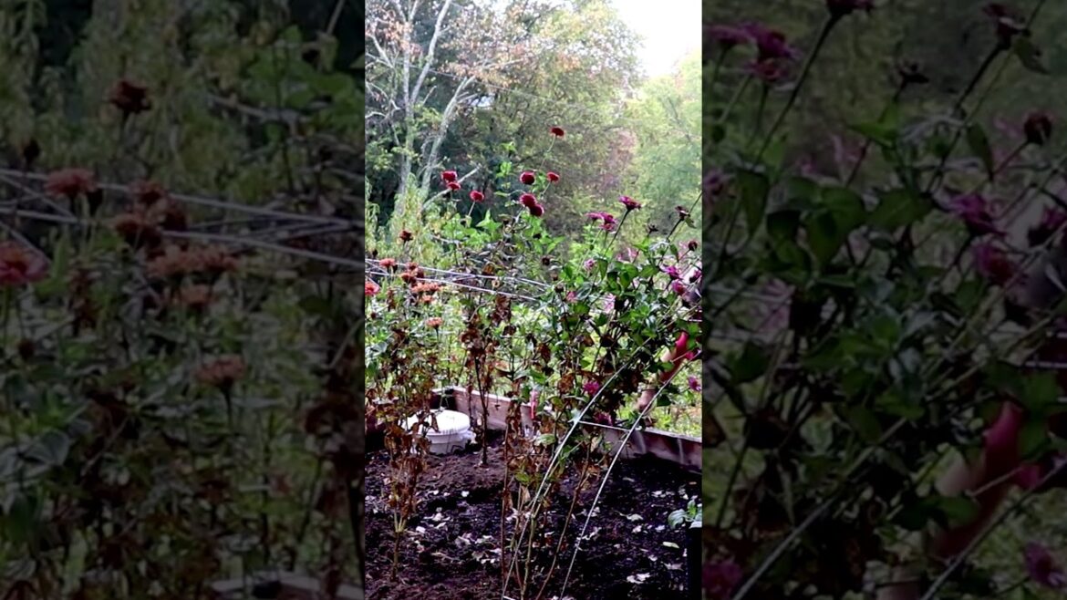 Will they take? (click link for full video) #garden #southerngardens