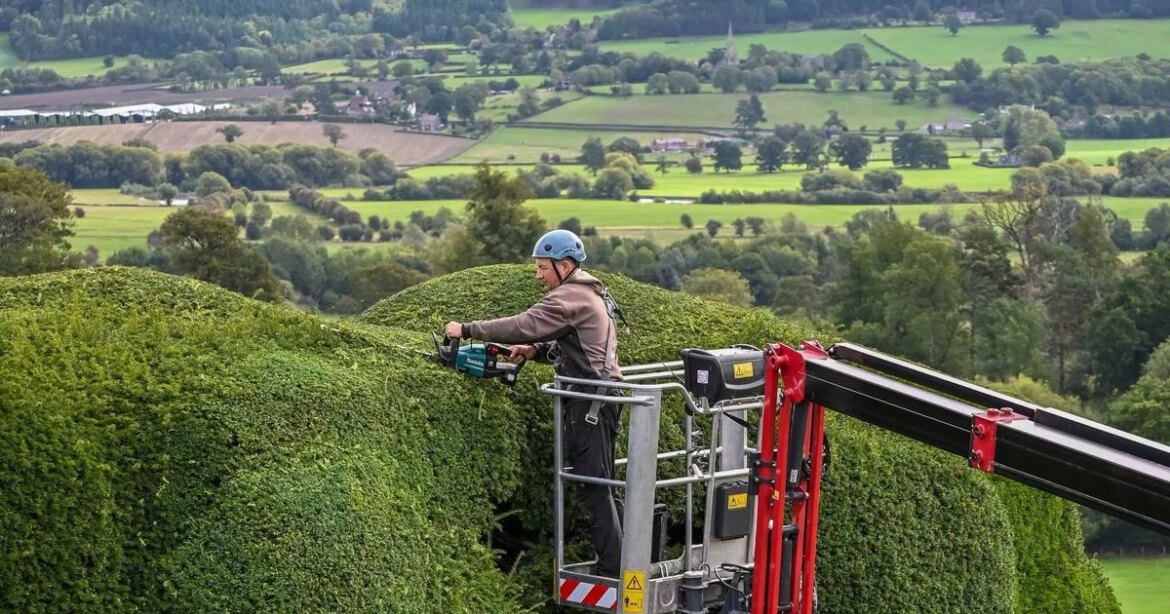‘World’s toughest gardening job’ as cherry picker used to trim 55ft hedges Ipso logo