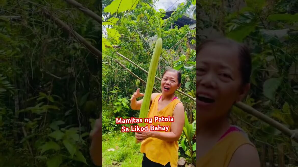 BACKYARD GARDEN #backyard #garden #gulay #patola #simple #provincelife #shortsvideo