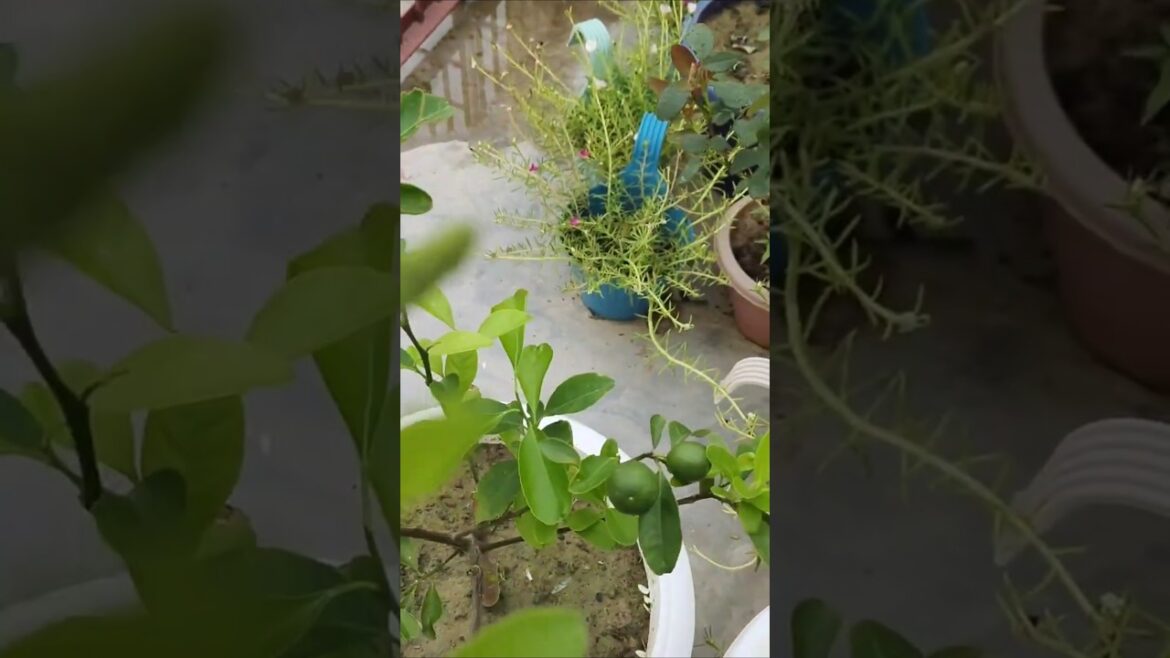 lemon plant#lemon #gardening #fruit #shorts #viral #trending #trendingshorts #ytshorts #music #song lemon plant#lemon #gardening #fruit #shorts #viral #trending #trendingshorts #ytshorts #music #song