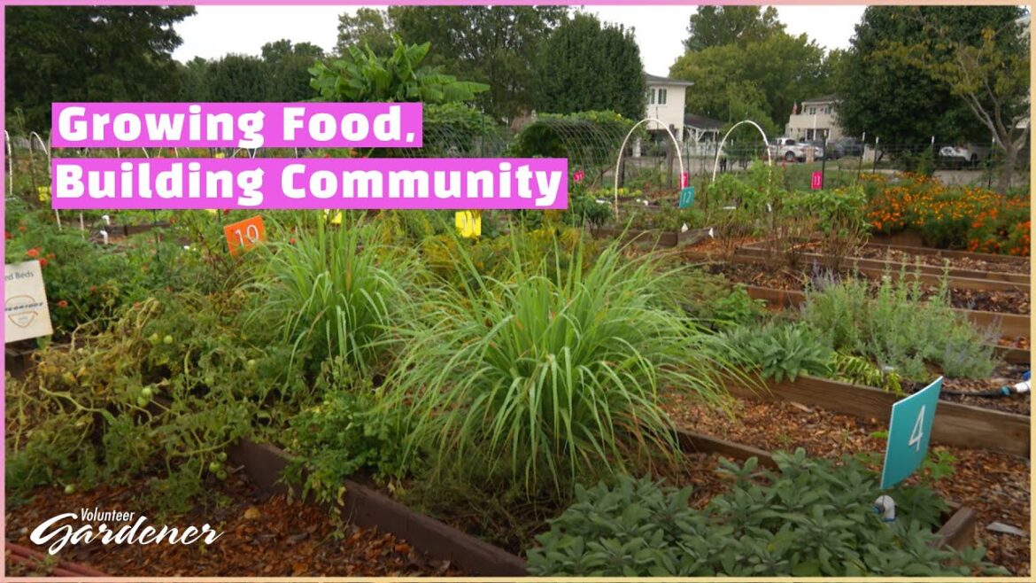 Plants, People, Purpose = Community Garden | Volunteer Gardener Plants, People, Purpose = Community Garden | Volunteer Gardener