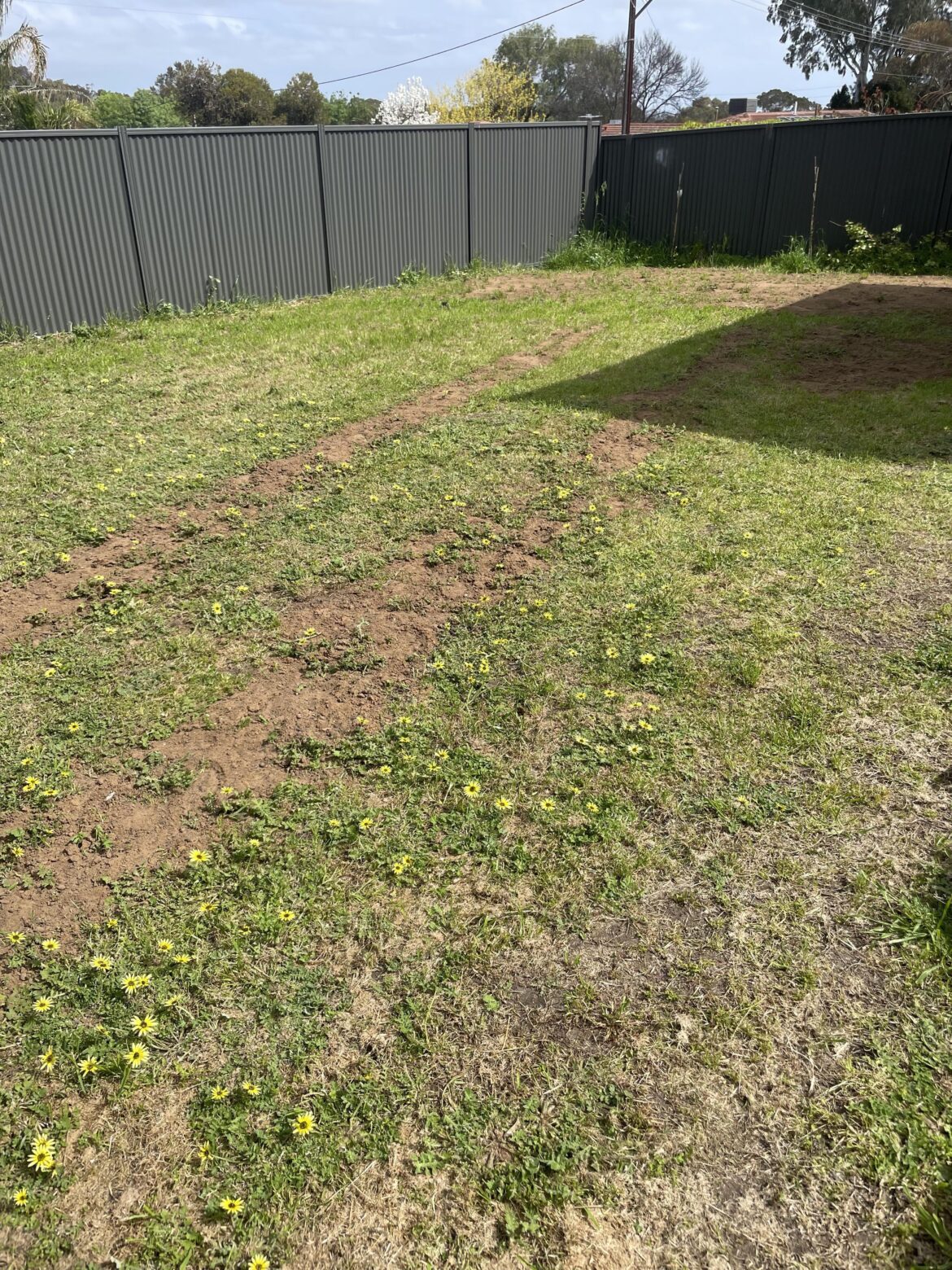 Best way to get rid of all this weed and make lawn. Adelaide