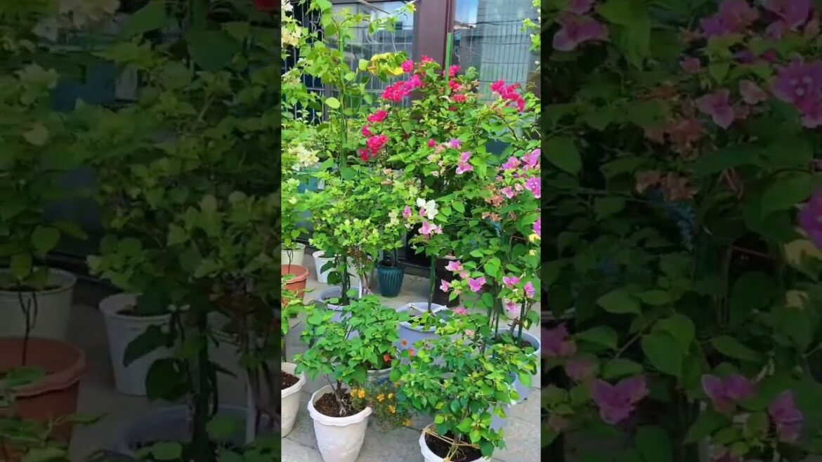 Gardening Hacks Trends to Watch 🌸🌴#gardening​ #garden​ #nature​ #asmr​ #diygarden​ #gardendesign