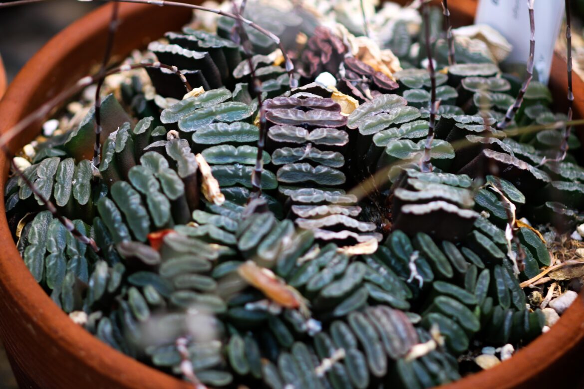 Haworthia truncata