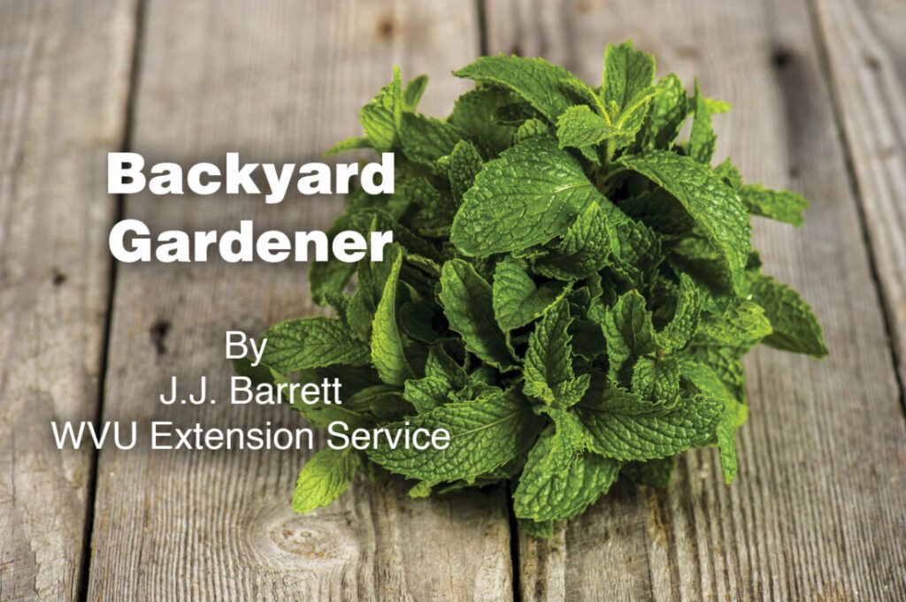 Backyard Gardener: Drying herbs for preservation | News, Sports, Jobs