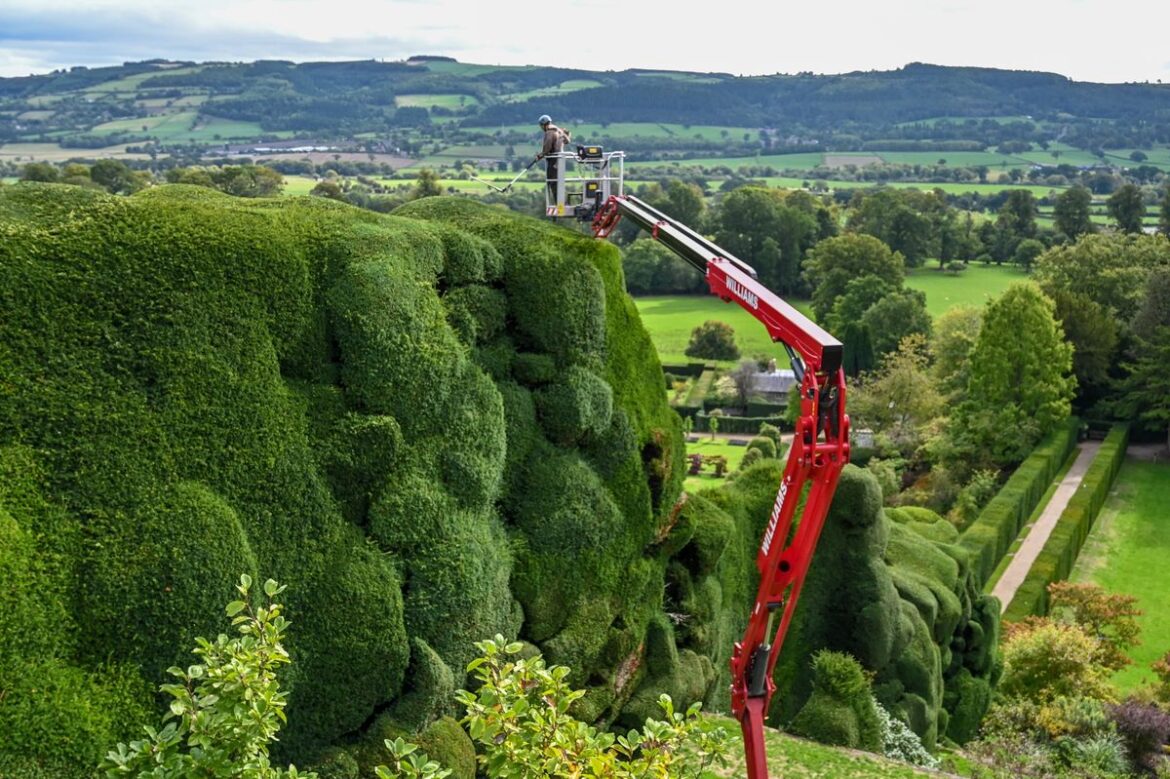 Dan Bull, gardener, at Powis Castle trimming the Yew Topiary.  // Workers have started the 'world's toughest gardening job' by using a cherry picker to painstakingly trim the 300-year-old hedges at a historic castle.